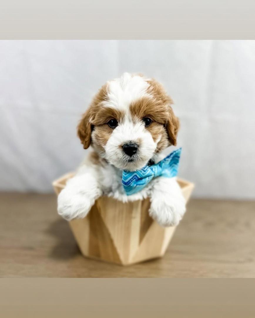 minidoodle