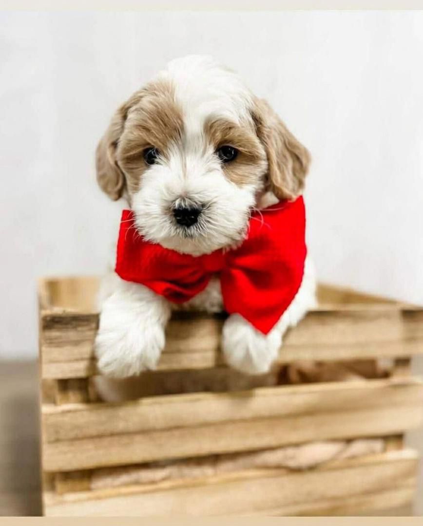minidoodle