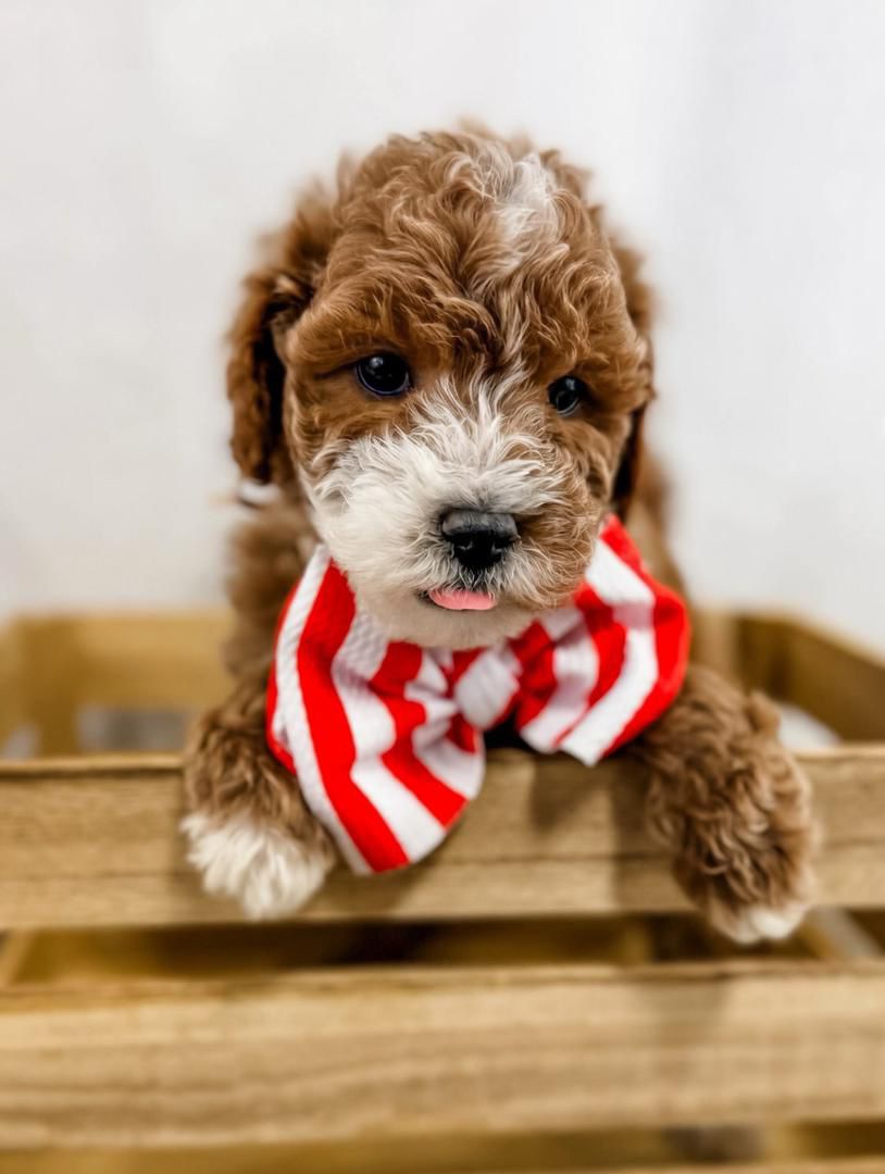 Minidoodle