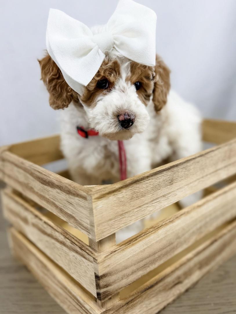 Minidoodle